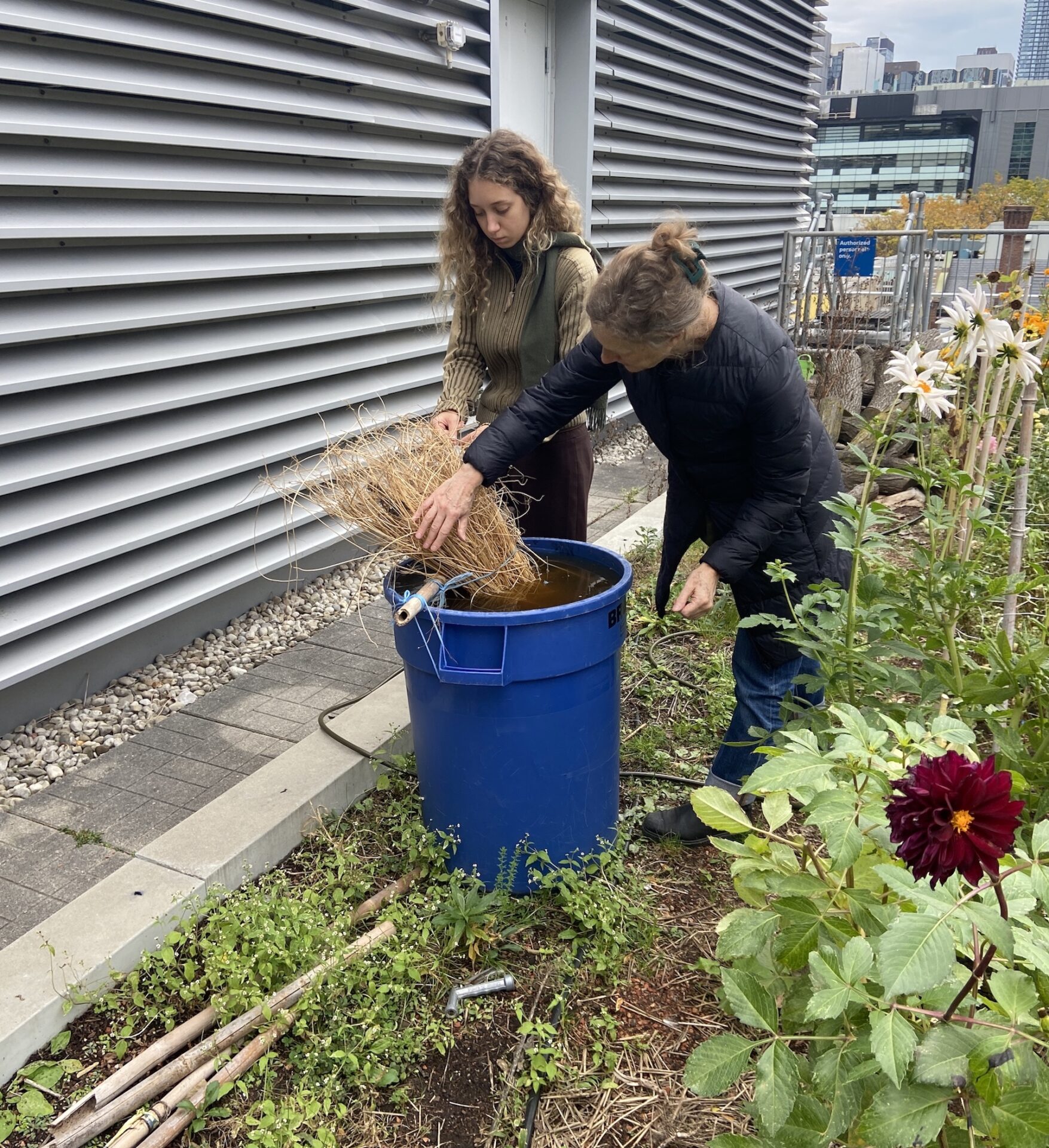 Two women retting flax in a barrel