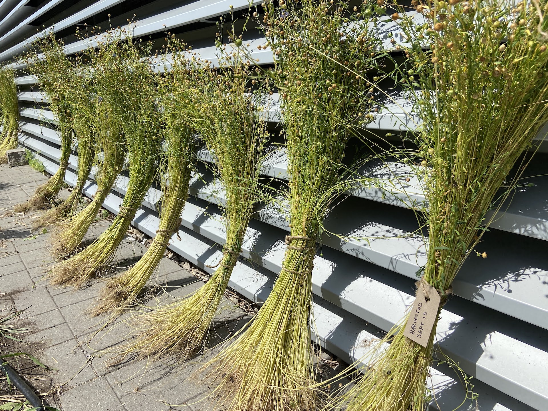 Bundles of freshly harvested flax drying against a wall