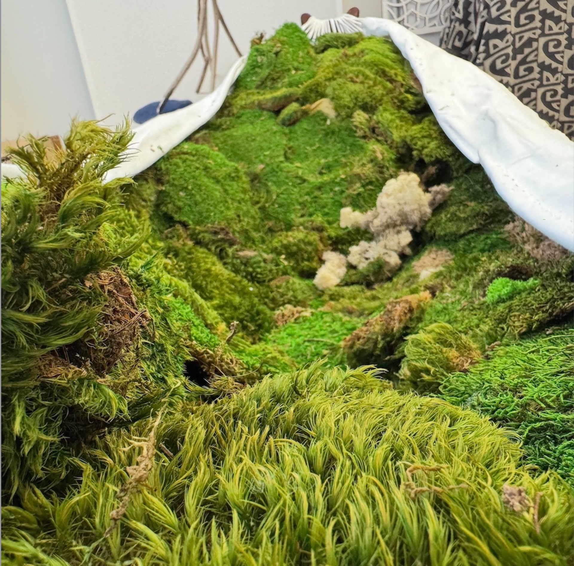 Close up image of green moss in a white hammock.