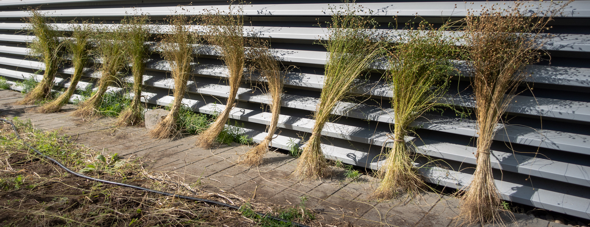 Bundles of flax drying against a wall.