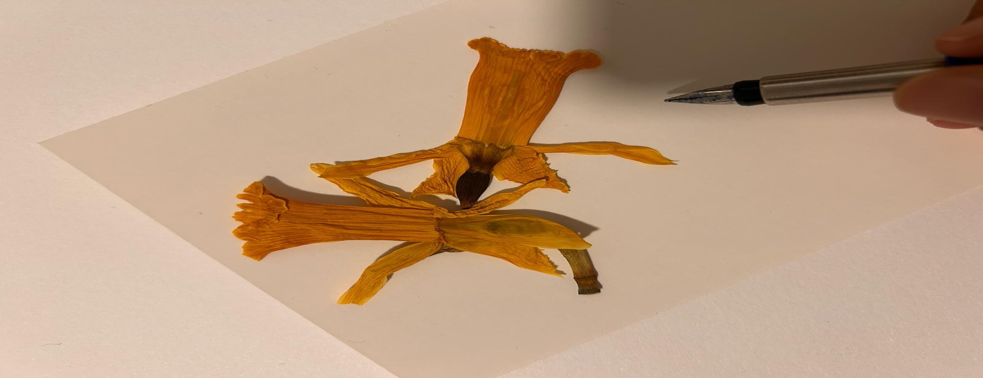 A handmade postcard lies on a surface; postcard features pressed leaves and delicate flower petals arranged artistically. Beside them, a hand is captured mid-motion, writing a letter in flowing script, evoking warmth, nature, and human connection.