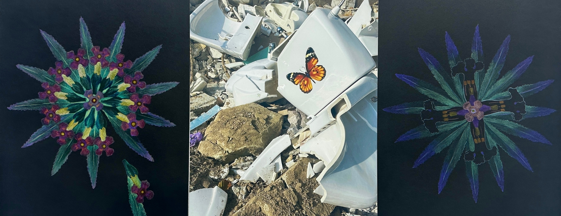An urban photograph showing concrete rubble and cracked white porcelain with a monarch butterfly sticker. On either side of the photograph are colourful drawings of invasive flower blooms on black paper. 