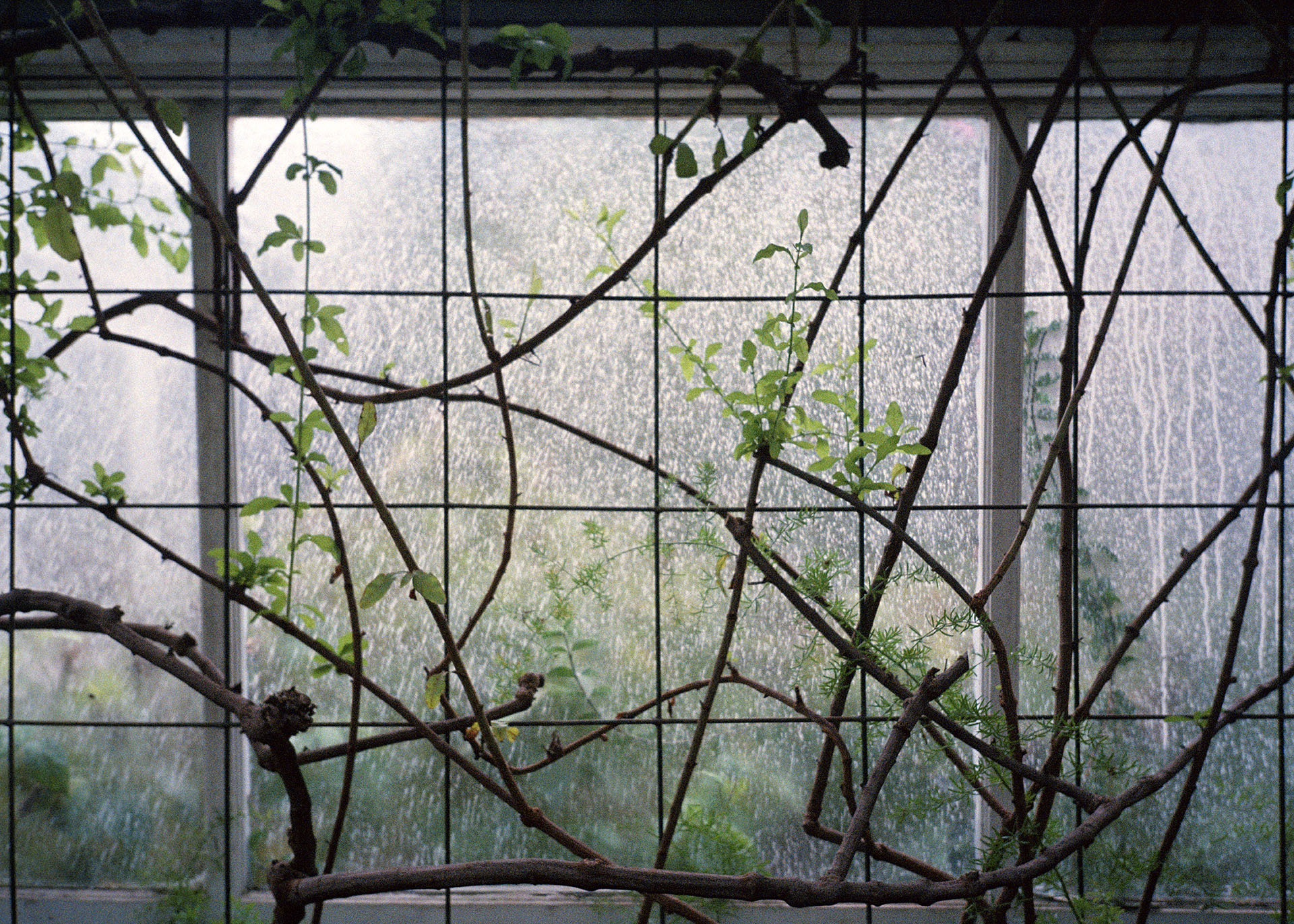 Vines growing across a greenhouse window.