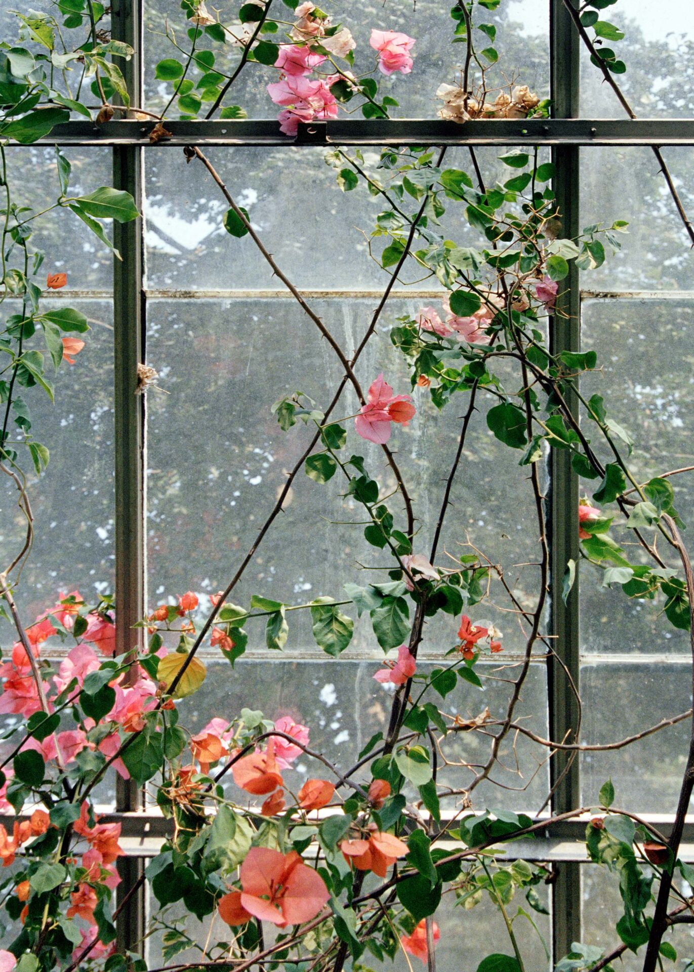 Vines with pink flowers growing across a greenhouse window.