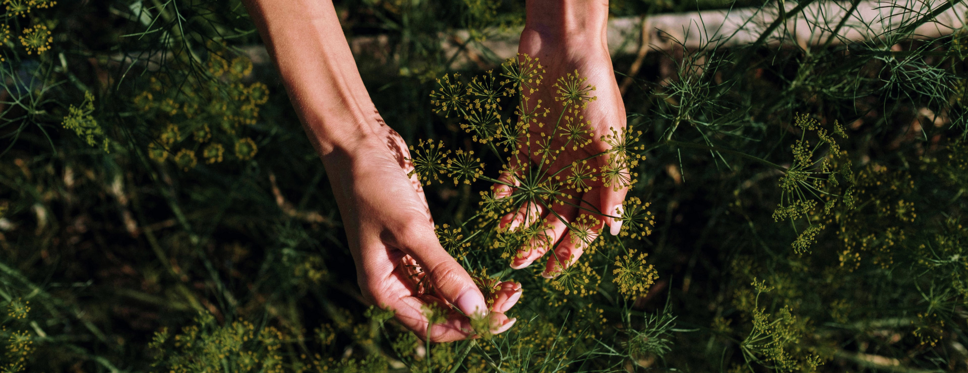 Close-up image of hands tending to a plant in a garden.