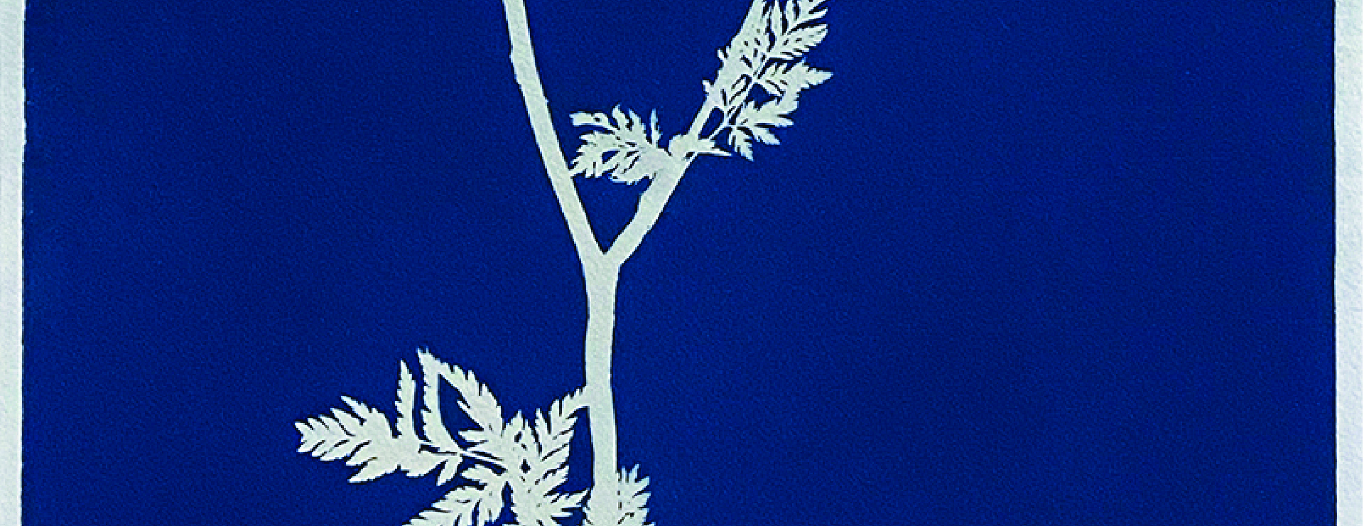 White silhouette of a delicate plant on a deep blue background.