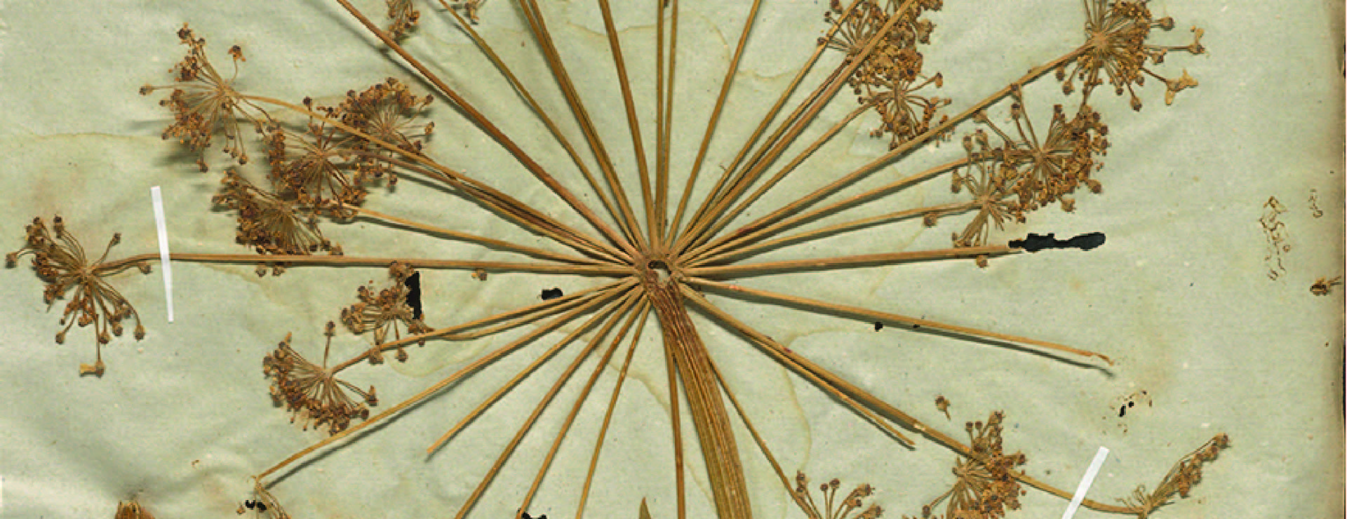 White silhouette of a delicate plant on a deep blue background.