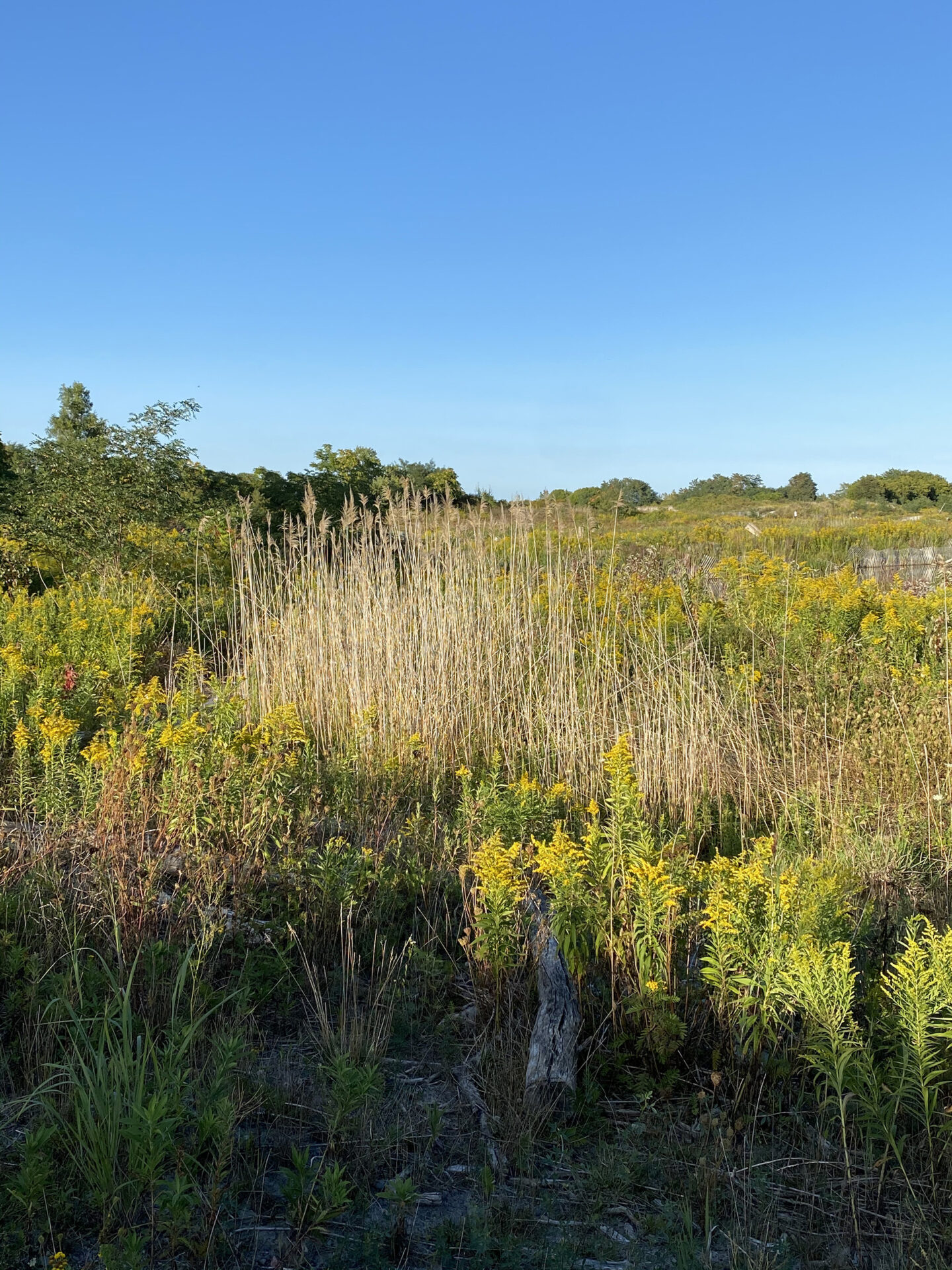 Golden hour and goldenrod at the Leslie Spit.