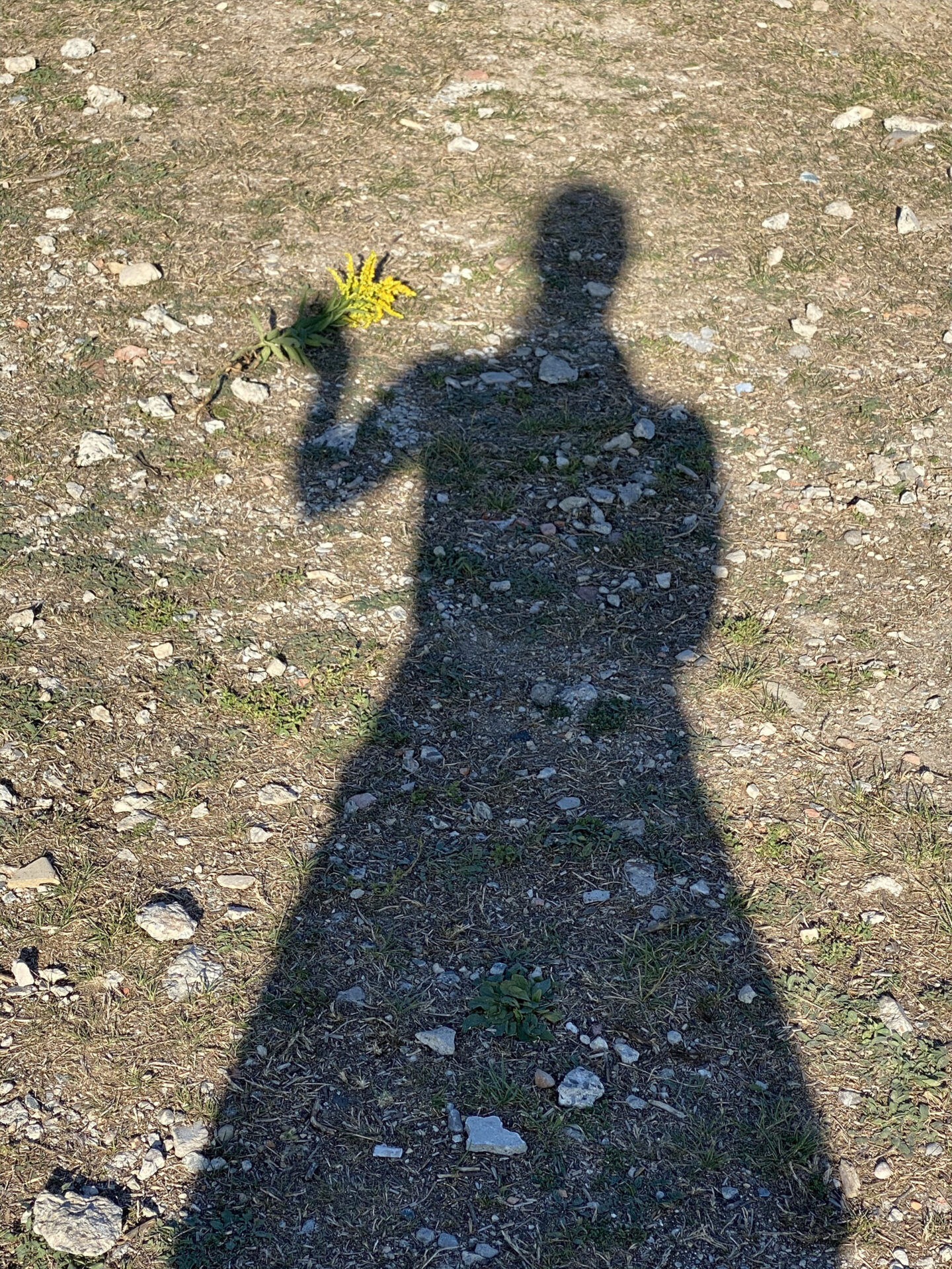A woman’s shadow holds the stem of a goldenrod flower lying on the ground.