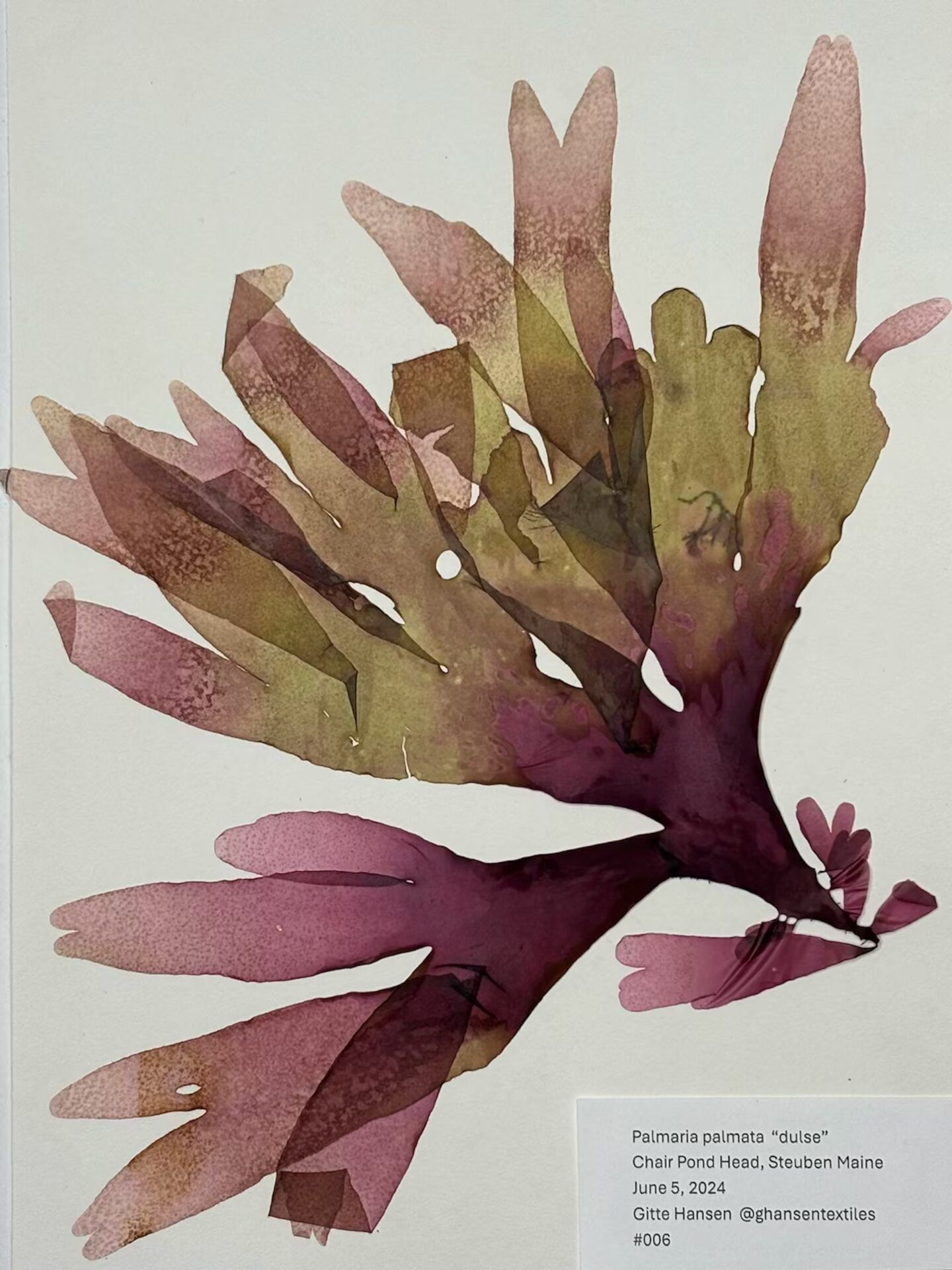 Pressed purple seaweed